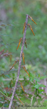 Pantala flavescens, communal roost